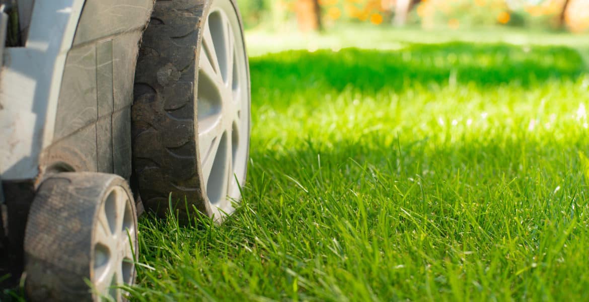 Rasenpflege im Frühling